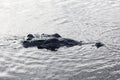 Crocodile Surfacing in Lagoon Royalty Free Stock Photo