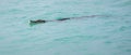 Crocodile swimming close to the shoreline, saltwater crocodile calmly moves on the turquoise color water surface