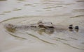 Crocodile Swimming