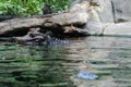 Crocodile swimming in a pond Royalty Free Stock Photo