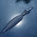 Crocodile swimming in a pond Royalty Free Stock Photo