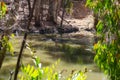 Crocodile swimming in the river, Cairns, Queensland, Australia