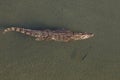 Crocodile swimming in river Chitwan National park