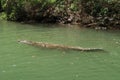 Crocodile swimming in the river of the Sumidero Canyon Canon del Sumidero, Chiapas, Mexico Royalty Free Stock Photo