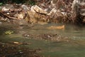 Crocodile swimming in the river of the Sumidero Canyon Canon del Sumidero, well camouflaged, Chiapas, Mexico