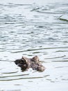 crocodile swimming in swamp Royalty Free Stock Photo