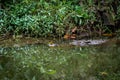 Crocodile swimming in swamp with eye on water level