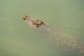 Crocodile swimming in water Royalty Free Stock Photo