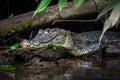 Crocodile swimming in water Royalty Free Stock Photo