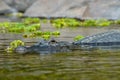 Crocodile swimming in water Royalty Free Stock Photo