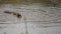 Crocodile swimming in water Royalty Free Stock Photo