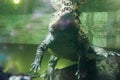 A crocodile swimming in the water, reflected by the surface Royalty Free Stock Photo