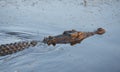 Crocodile swimming in yellow waters lagoon