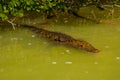 Crocodile swims in the river. Rio Lagartos, Yucatan, Mexico Royalty Free Stock Photo