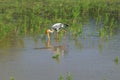 The crocodile swims up to the Indian Marabu. Yala national Park