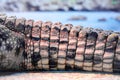 Crocodile Tail On The Background Of The River