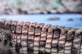 Crocodile Tail On The Background Of The River