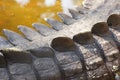 A Crocodile Tail