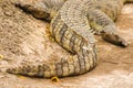 The crocodile tail has many scales Royalty Free Stock Photo