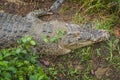 Borneo Saltwater Crocodile or Crocodylus raninus Royalty Free Stock Photo