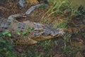 Borneo Saltwater Crocodile or Crocodylus raninus close-up head Royalty Free Stock Photo