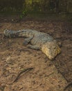 Borneo Saltwater Crocodile or Crocodylus raninus is taking a rest Royalty Free Stock Photo