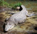 Crocodile in Tanzania