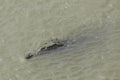 Crocodile in the Tarcoles river Royalty Free Stock Photo