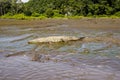 CROCODILE, TARCOLES RIVER, COSTA RICA Royalty Free Stock Photo