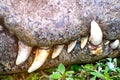 Crocodile teeth Royalty Free Stock Photo