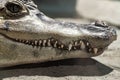 Crocodile teeth close up Royalty Free Stock Photo