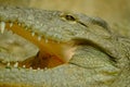 Crocodile Teeth Close-Up Royalty Free Stock Photo