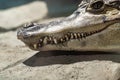 Crocodile teeth close up Royalty Free Stock Photo