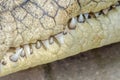 Crocodile Teeth Royalty Free Stock Photo