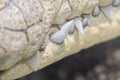 Crocodile Teeth Royalty Free Stock Photo