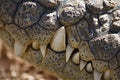 Crocodile teeth Royalty Free Stock Photo