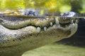 Crocodile teeth under water Royalty Free Stock Photo