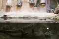 Crocodile in the terrarium Royalty Free Stock Photo