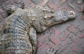 Crocodile top view in farm.mouth and sharp teeth. Intense yellow eyes. Royalty Free Stock Photo