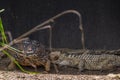 Crocodile and tortoise walking along the sand Royalty Free Stock Photo