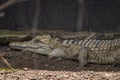 Crocodile and tortoise walking along the sand