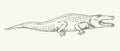 Crocodile. Vector drawing icon sign Royalty Free Stock Photo