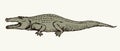 Crocodile. Vector drawing icon sign Royalty Free Stock Photo