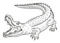 Crocodile. Vector illustration of a sketch angry alligator. Marine or river predatory