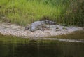 A crocodile at Victoria lake