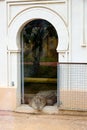 Crocodile waiting at a door