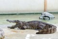 Crocodile waiting food in farm