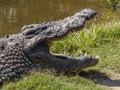 Crocodile waiting with its mouth open by the river large and sharp teeth