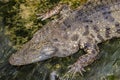 crocodile waiting for its prey Royalty Free Stock Photo