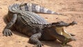 Crocodile waiting to be feed.